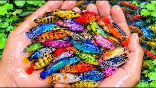 Explore a Tiny Pond Full of Wild Animals! | Catching Goldfish, Frogs, Crabs, Snails, Eels & Strange