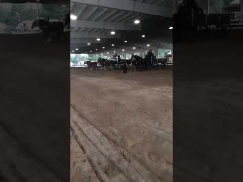 3rd place goes to Hinesburg  farmsVT magnificent Draft horses class...great job....