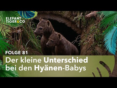 Welches Geschlecht haben die Hyänen-Babys? (Folge 81) | Elefant, Tiger & Co. | MDR