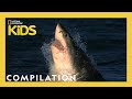 Things You Wanna Know 20 Minutes Nat Geo Kids Compilation Natgeokids
