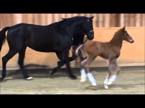 Kir Royal von Kannan a.d. St.Pr.St. Sangria von Stakkato; Hof Thelker