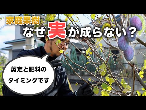 ナナカマドを食べる: 果物にはどのくらいの毒性があるのでしょうか? 植物