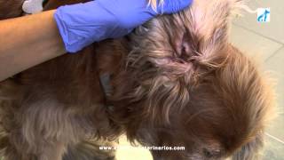 preview picture of video 'Cómo limpiar los oídos de tu perro. CENTRO VETERINARIO ATLÁNTICO. CARTAYA (Huelva)'