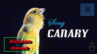 Download lagu master kenari amerika sirinus yang paling di cari juri indonesia mp3 Download lagu master kenari amerika sirinus yang paling di cari juri indonesia mp3