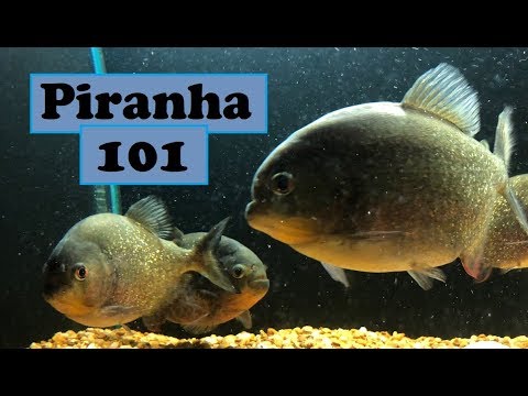 Piranha care 101