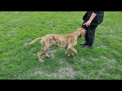 Deutsche Dogge Welpe kaufen
