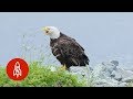 The Alaskan Town FULL of Bald Eagles