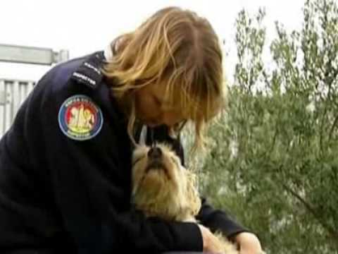 comment retrouver son chien grace a sa puce