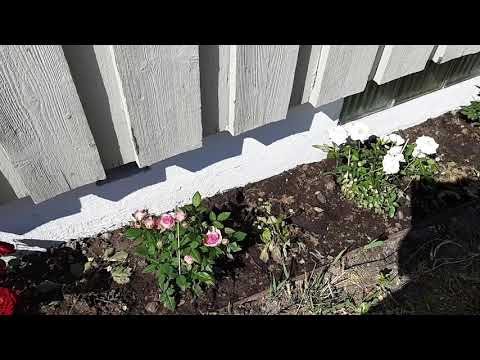 Status på Anniqas rosrabatt knappt en vecka efter plantering