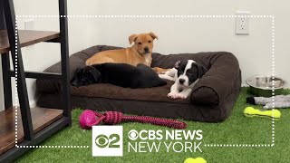 NYC Second Chance Rescue&#39;s new shelter prioritizes pets with special needs
