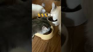 猫大集合