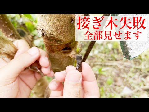 なぜ8月に果樹を接ぎ木するのでしょうか？どうすればうまくいきますか？  庭園