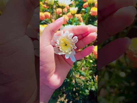 #flowers #ফুল #shortvideo #shorts                             Fahmida Naznin Nabila