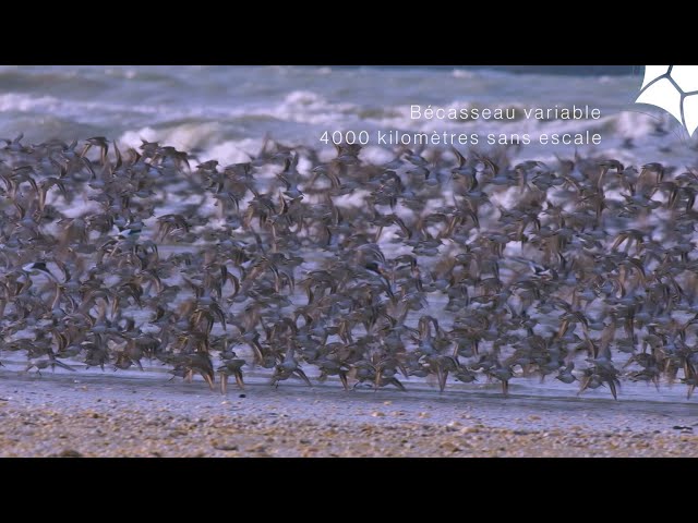Bécasseau variable : 4 000  kilomètres sans escale