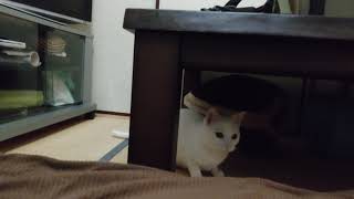 あめちゃんvsブラシ