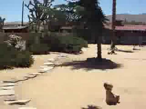 Joshua Tree Inn Video 1