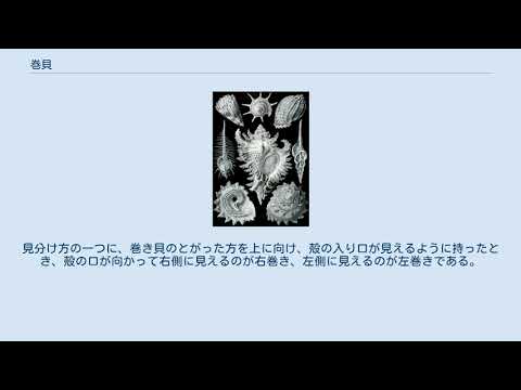 巻貝