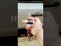 Hyundai Or JMA Hyundai JMA Shorts Foryou