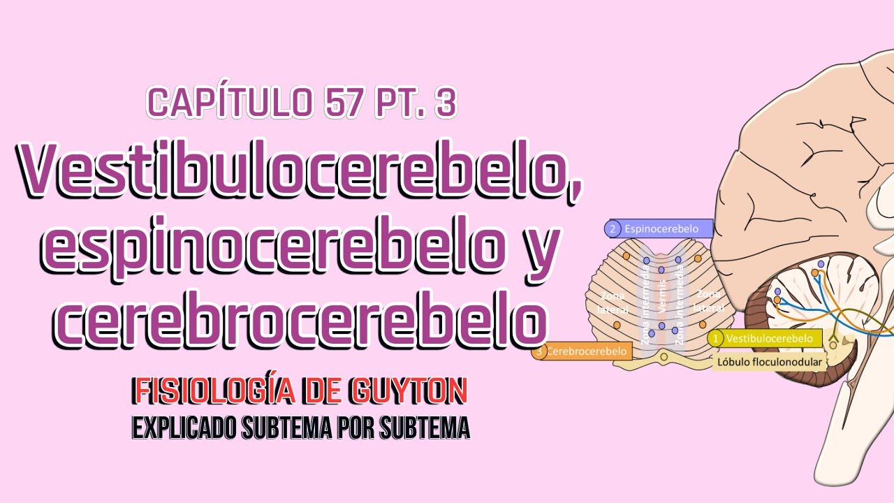 CAP 57 3/6: Vestibulocerebelo, espinocerebelo y cerebrocerebelo l Fisiología de Guyton
