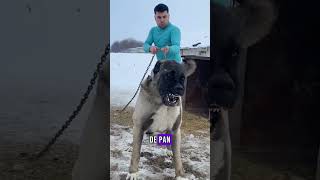 “Kangal vs León 🐕🦁 – ¿Quién gana este duelo salvaje?