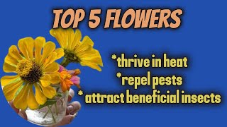 Beat the Heat: 5 Flowers That Thrive in Hot Southern Summers ☀️🌺