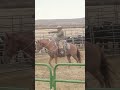 The ol El Guapo! Best competition of the year! #ranchlife