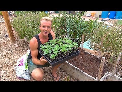 Planting Ashwagandha - The Perfect Soil for Raised Beds
