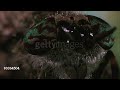 CU Head Of Horsefly