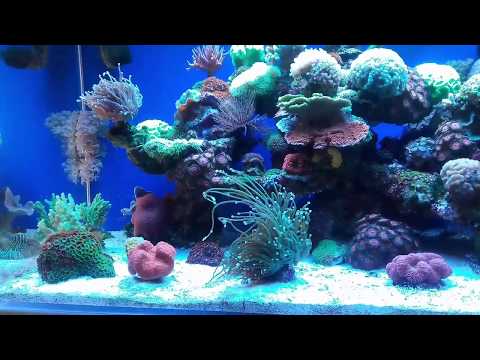 Akwarium morskie 300 l