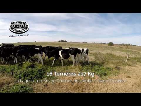 Entrada 14 (Cert - 5271) - 16 Terneros 217 Kg