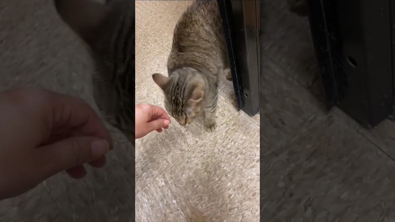 Bowie, an adopted Tabby in Pearland, TX video 6/6