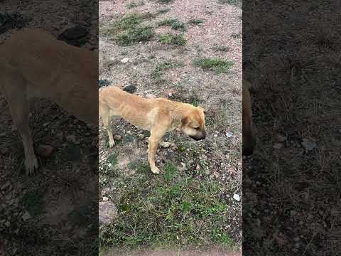 Este perrito fue abandonado en medio de la nada, con aparentemente un tumor en la boca en la cara