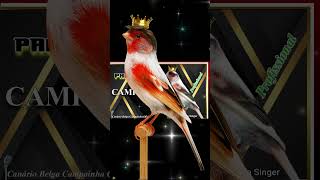 Download lagu EXCELENTE Canary Singing CAMPAINHA CLÁSSICO PARA TREINAMENTO ESQUENTE seu Canário Belga mp3 Download lagu EXCELENTE Canary Singing CAMPAINHA CLÁSSICO PARA TREINAMENTO ESQUENTE seu Canário Belga mp3