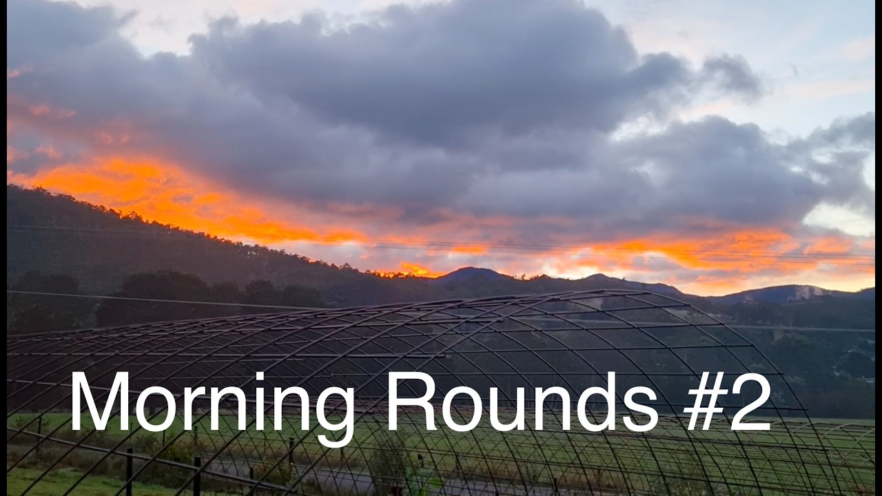 Still from Growing Our Way video 2, morning rounds with an unexpected visitor
