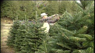 WJHL Rewind: Cable Country - Roan Mountain Christmas Tree Farm