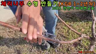 체리나무 수형 만들기(Kgb 1~2년차) 2021 전반기 비대면교육