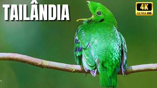 🌴 🦋 Coração Verde da Ásia: Tailândia Selvagem e Magnífica 💚 Documentário EXTRA LONGO