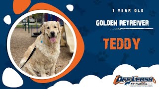 Download Lagu Best Golden Retriever Dog Training | Marina, CA | Teddy Thumbnail