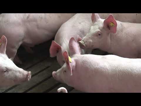 Farma svinja Ostojić - GENETSKI CENTAR Mačvanski Metković