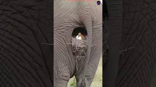 Birds Build Nests More Advanced Than Humans || #facts #factshort