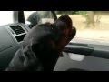A DOGGIE IS SINGING A SONG FROM TINA TUNER