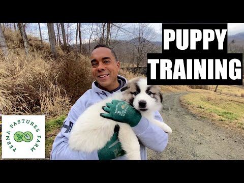 YouTube video about: How to train a livestock guard dog?