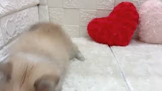 ハーフ犬の動画01