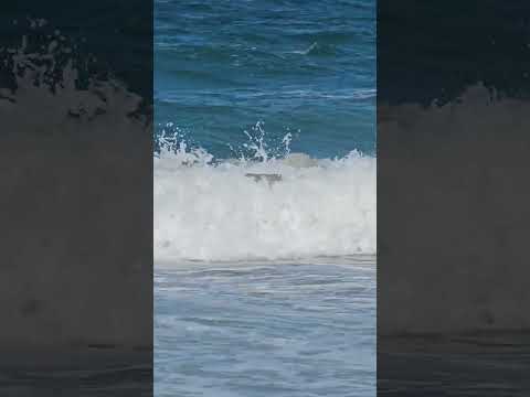 Kitty hawk beach ⛱️ #kitty#kittyhawk#beach#sea#waves#northcarolina#wrightbrothers #ocean#sealife