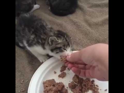 Introducing Wet Food to a Kitten