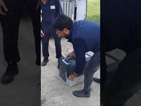 Torano Nuovoについて詳しく解説