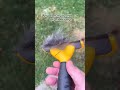Why Does My Tuxedo Cat Only She S Grey Cat Catvideos Kitten Funnycats Billyrayosiris