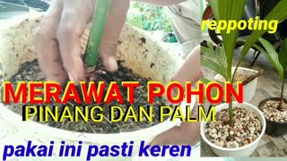 Download lagu Ternyata pohon pinang dan palm di reppoting seperti ini cantik dan keren...!!! mp3