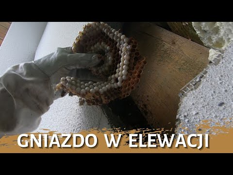 Gniazdo w elewacji - usuwanie gniazda - likwidacja gniazda - gniazdo szerszeni - szerszenie
