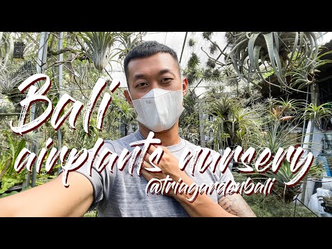 Bali airplant tillandsia nursery tour @triagardenbali